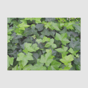Green Ivy Botanical Print Tissue Paper
