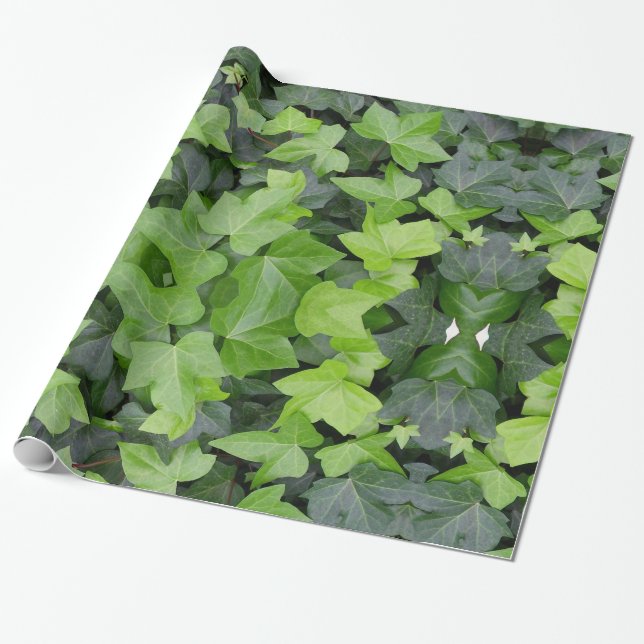 Green Ivy Botanical Print Wrapping Paper (Unrolled)