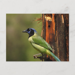 Green Jay Colourful Bird Photography Postcard