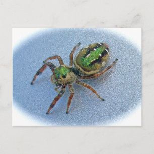 Green Jumping Spider (Salticidae) Postcard