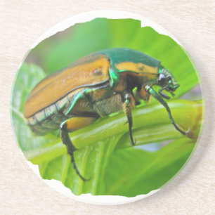 Green June Beetle Coaster