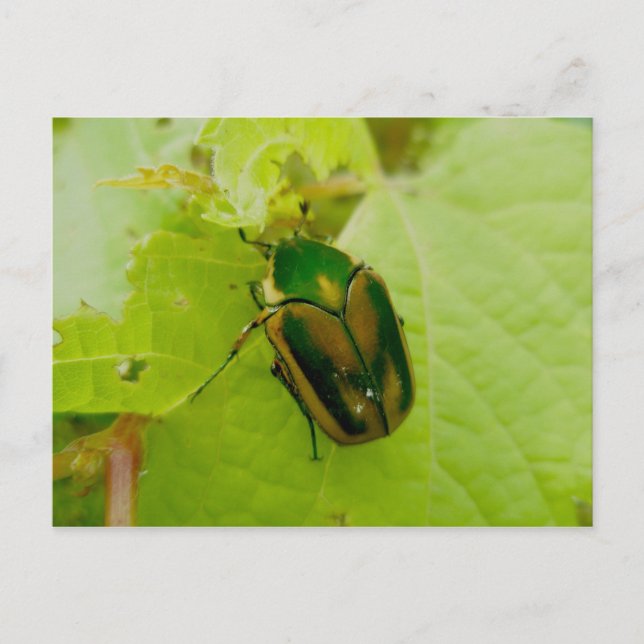 Green June Beetle Postcard (Front)