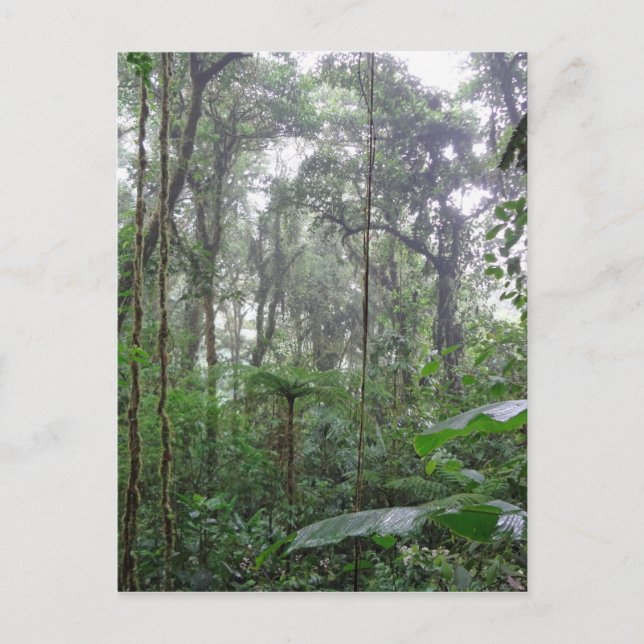 green jungle postcard (Front)