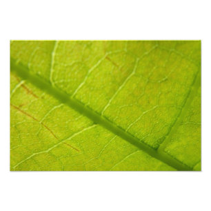 Green Leaf Botanical Nature Photography Photo Print