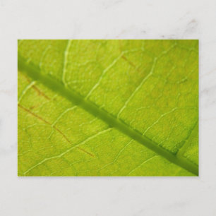 Green Leaf Botanical Nature Photography Postcard