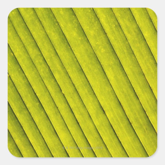 Green Leaf in a Botanical Garden 3 Square Sticker (Front)