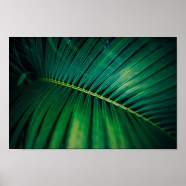 Green Leaf Palm Frond Tropical Nature Photo Poster (Front)