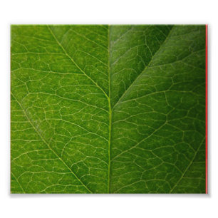 Green Leaf Photo Print