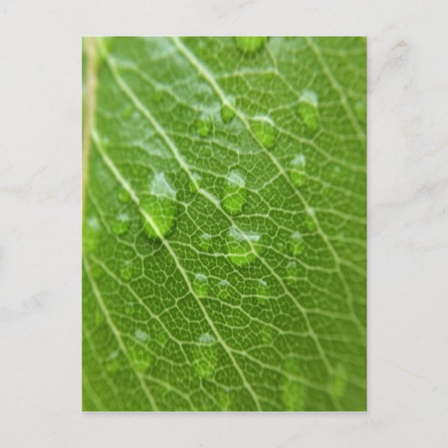 Green Leaf Postcard (Front)