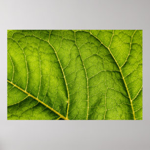 Green leaf poster