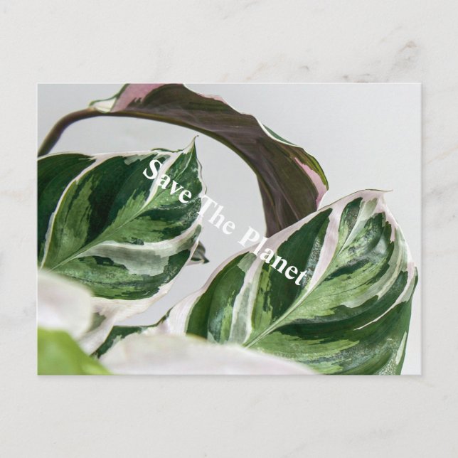 Green Leaf Sava the planet Postcard (Front)