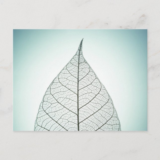 Green Leaf Skeleton Postcard (Front)
