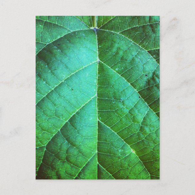 Green Leaf Texture Postcard (Front)