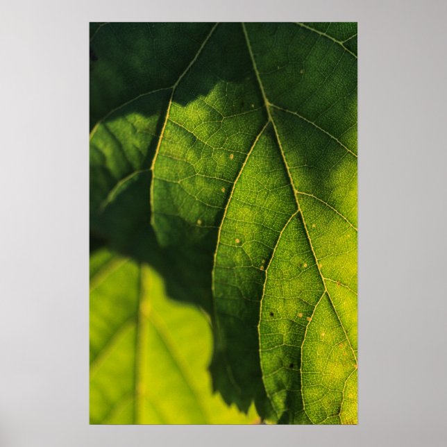 Green Leaf Veins Poster (Front)