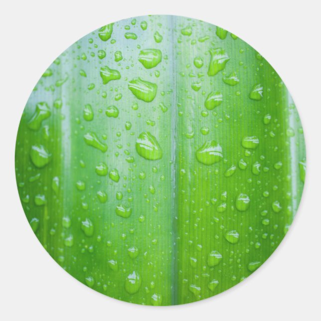 Green leaf with drops of water classic round sticker (Front)