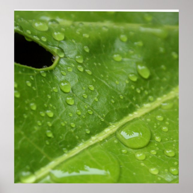 Green Leaf with Raindrops Poster/Print Poster (Front)