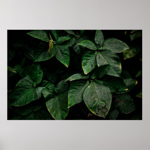 GREEN-LEAFED PLANT ON FOCUS PHOTOGRAPHY POSTER