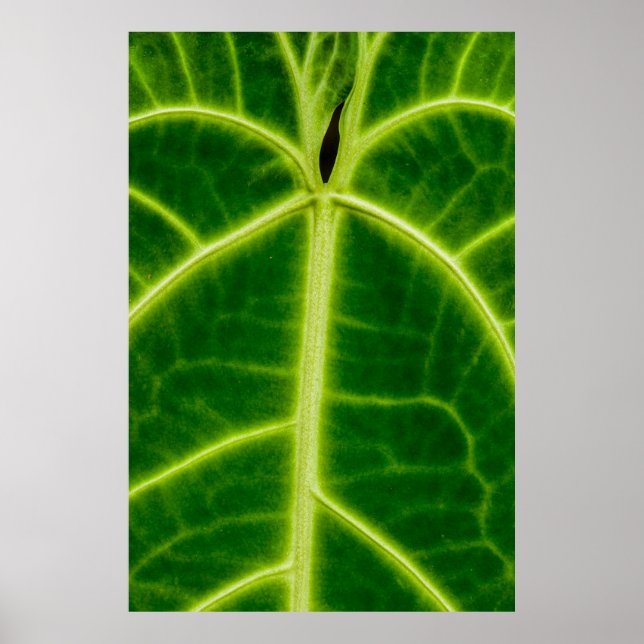 Green-leafed plant poster (Front)