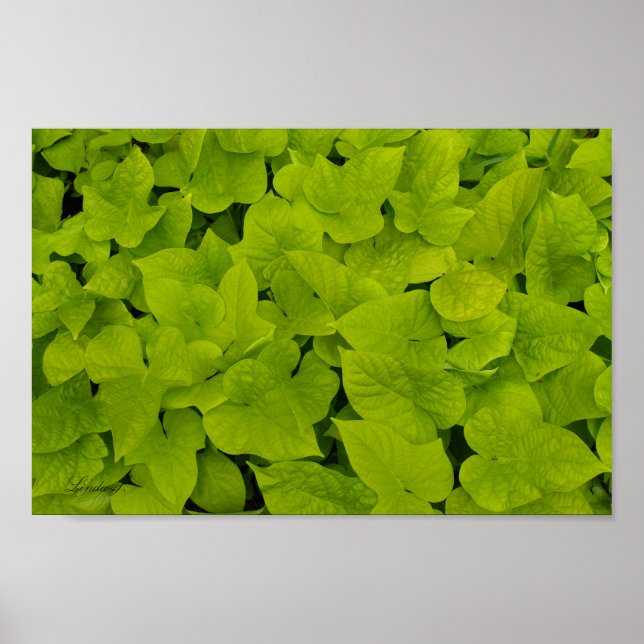 Green Leafy Texture Background Canvas or Poster (Front)