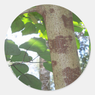 green leaves and tree trunk with cool bark classic round sticker