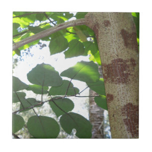 green leaves and tree trunk with cool bark tile