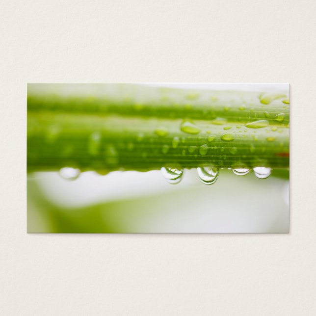 Green leaves background (Front)