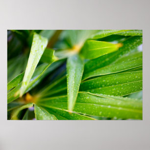 Green leaves background poster