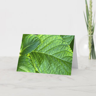 Green Leaves in Close-Up Blank Note Card