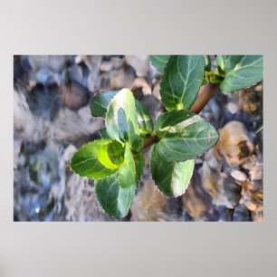 Green Leaves Macro – Botanical Photography Print