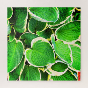 Green leaves of a Hosta plant  Jigsaw Puzzle