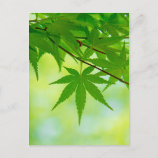 Green leaves of Japanese maple Postcard