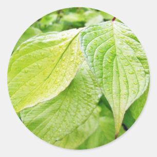 Green Leaves On Tree Classic Round Sticker