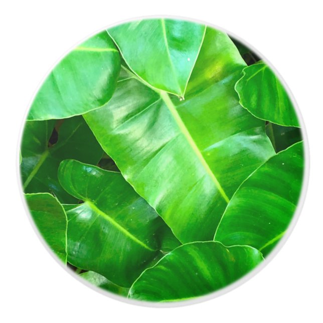 Green leaves Palm Leaf tropical foliage jungle  Ceramic Knob (Front)