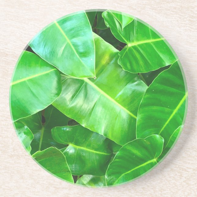 Green leaves Palm Leaf tropical foliage jungle  Coaster (Front)