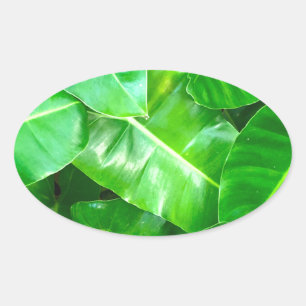Green leaves Palm Leaf tropical foliage jungle  Oval Sticker