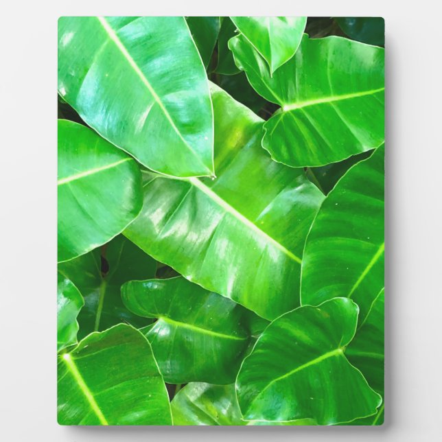 Green leaves Palm Leaf tropical foliage jungle  Plaque (Front)