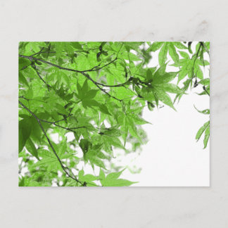 Green Leaves Postcard