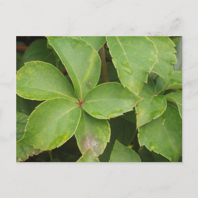 Green Leaves Postcard (Front)