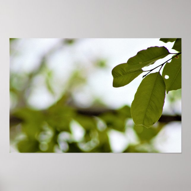Green Leaves Poster (Front)