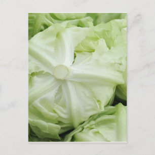 Green lettuce postcard