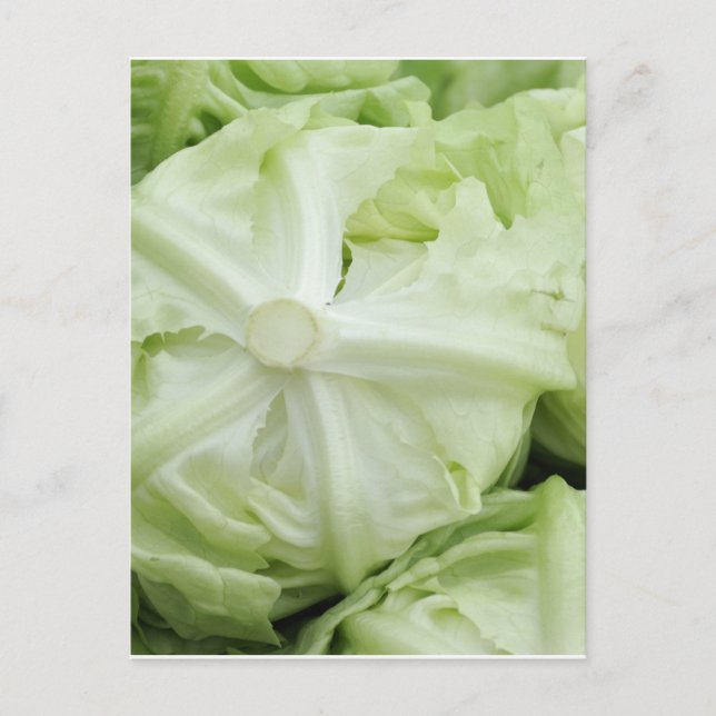 Green lettuce postcard (Front)