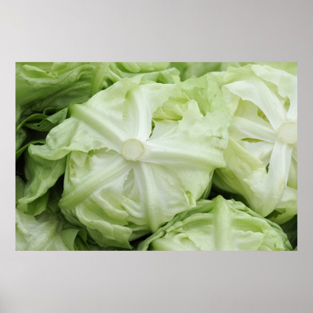Green lettuce poster (Front)