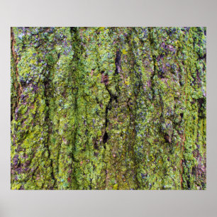 Green Lichen on Tree Bark Nature Poster