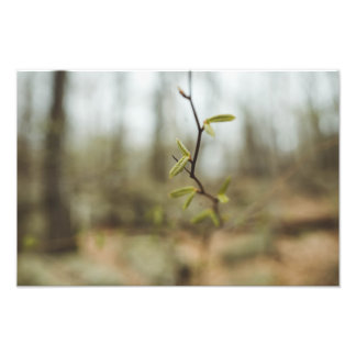 Green Life Photo Print