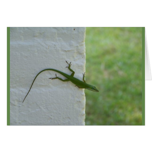Green Lizard hanging out (Front Horizontal)