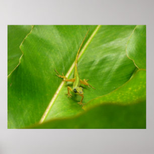 Green Lizard on Green Leaf Photo Poster