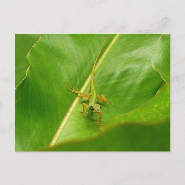 Green Lizard on Green Leaf Postcard (Front)