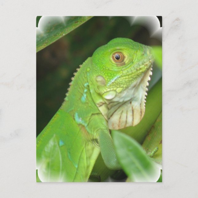 Green Lizard Postcard (Front)
