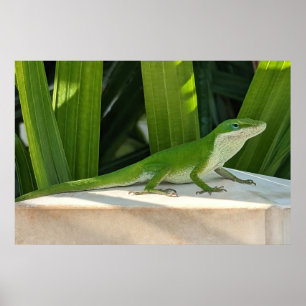 Green lizard Poster