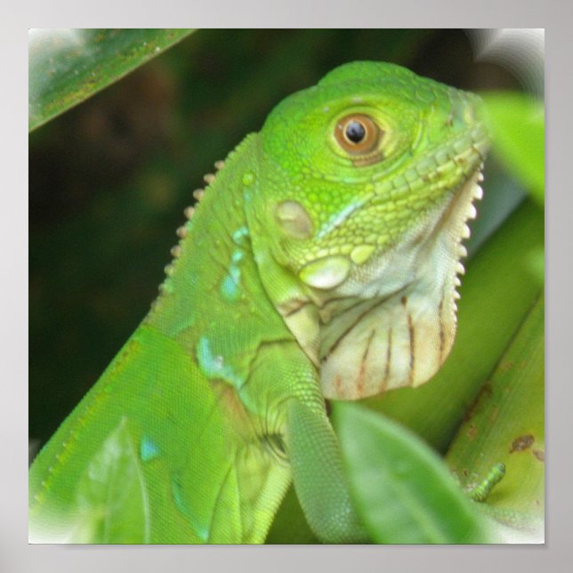 Green Lizard Poster Print (Front)
